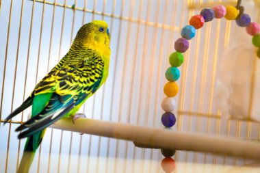 Bir yeşil ve sarı renkli muhabbet kuşu renkli oyuncaklar ve boncuklarla kafeste oturuyor.