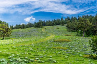 Yuvarlak şekilli ardıç ağaçlı tepe bölgesi. Kizilhamam, Ankara, Türkiye