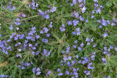 Birçok Polemonyum şarküteri baharda açar.