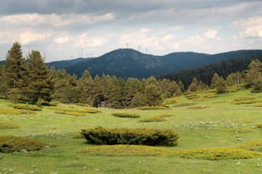 Yuvarlak şekilli ardıç ağaçları ve arka planda rüzgar santrali kabilesi olan tepe bölgesi. Kizilhamam, Ankara, Türkiye