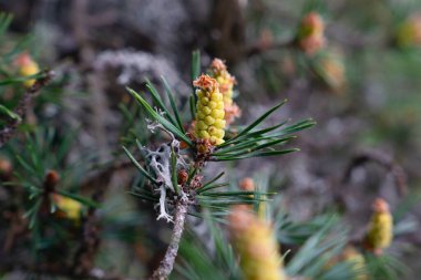 Erkek konisiyle çam dalına yaklaş.