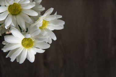 Kahverengi ahşap zeminde beyaz kasımpatı buketi