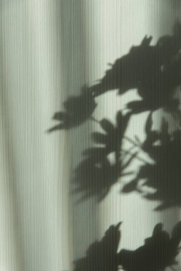 Beyaz ahşap arka planda çiçeklerin gölgeleri