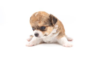 Chihuahua köpeği, beyaz arka planda uzun saçlı, yakın plan..