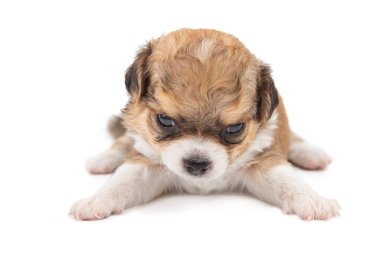 Chihuahua köpeği, beyaz arka planda uzun saçlı, yakın plan..