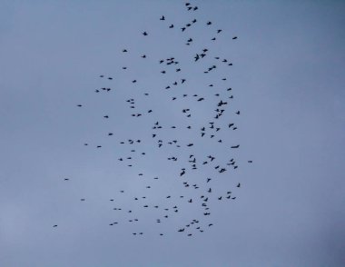 mavi gökyüzünde Kuşlar sürüsü