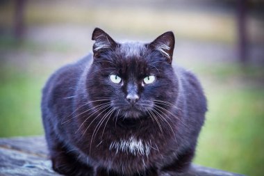 Black cat is resting on in the park