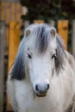 Sad white pony in winter paddock