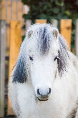 Sad white pony in winter paddock