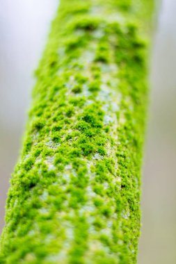 Ağaçtaki yeşil yosun. Yaklaş.