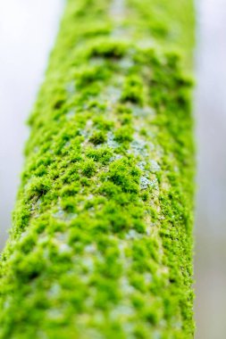 Ağaçtaki yeşil yosun. Yaklaş.