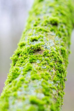 Ağaçtaki yeşil yosun. Yaklaş.