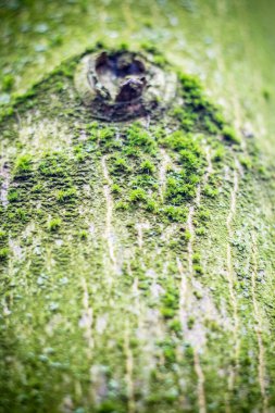 Ağaçtaki yeşil yosun. Yaklaş.