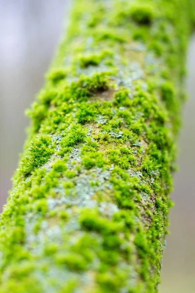 Ağaçtaki yeşil yosun. Yaklaş.