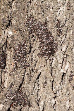 Many small insects on the bark of a tree, close-up.