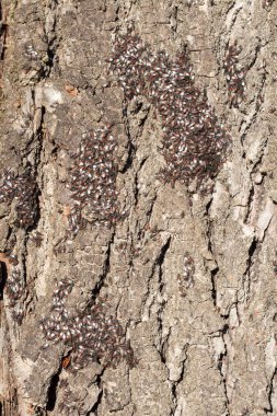 Many small insects on the bark of a tree, close-up.