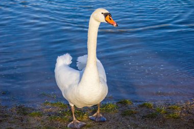 Swan near the river