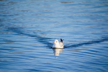 Seagull floats on the river