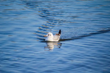 Seagull floats on the river