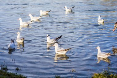 Seagull floats on the river