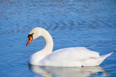 The swan floats on the river