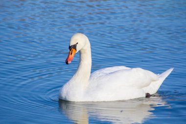 The swan floats on the river