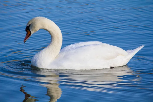 The swan floats on the river