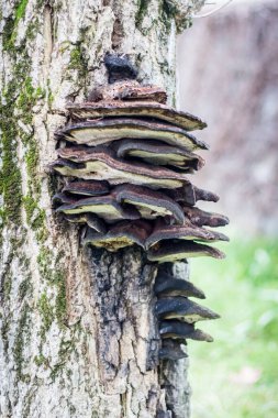Multilayer parasitic fungus on a tree.