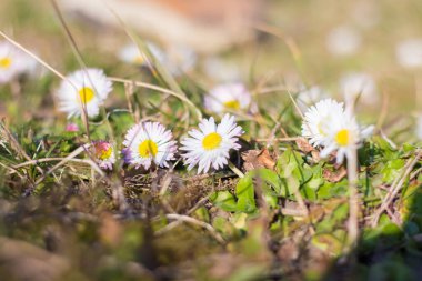 Primrose Bellis Perennis vahşi bir çayırda.