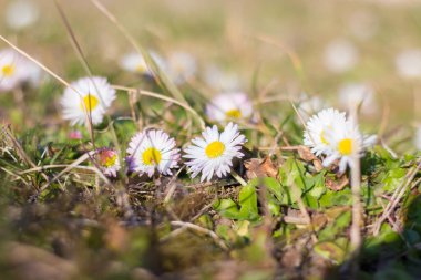 Primrose Bellis Perennis vahşi bir çayırda.