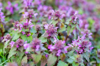 Çayırdaki ormanda Lmium purpreum..