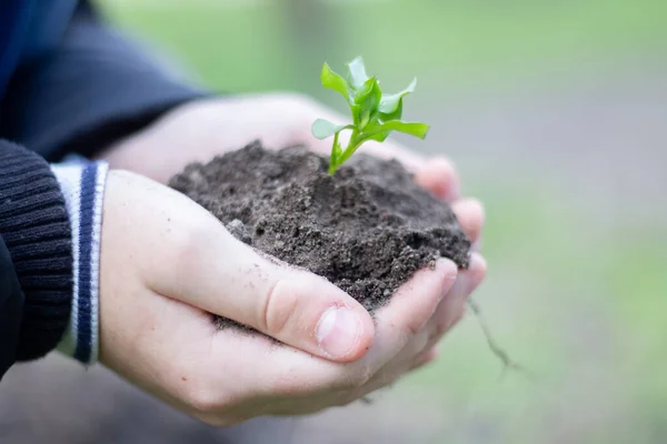 stock image Green sprout in the ground and in the hands.