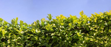 Mavi gökyüzüne karşı Prunus laurocerasus çalıları. Yeşil çalı