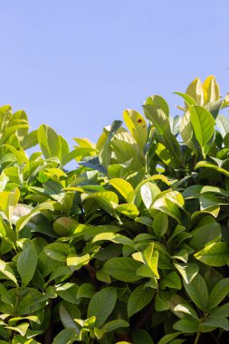 PRUNUS Kahkahaları Mavi gökyüzüne karşı.