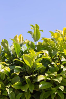 PRUNUS Kahkahaları Mavi gökyüzüne karşı.