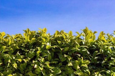 PRUNUS Kahkahaları Mavi gökyüzüne karşı.