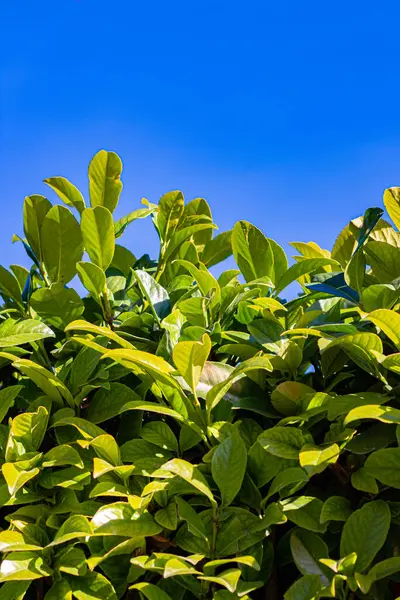 Arbustos Prunus Laurocerasus Contra Céu Azul — Fotografia de Stock