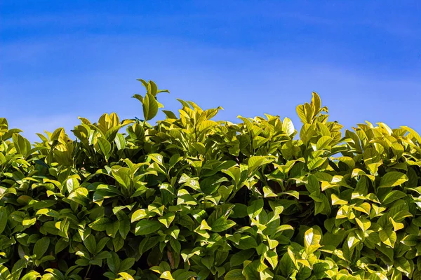 Arbustos Prunus Laurocerasus Contra Céu Azul — Fotografia de Stock