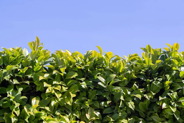 Büsche Von Prunus Laurocerasus Gegen Den Blauen Himmel — Stockfoto