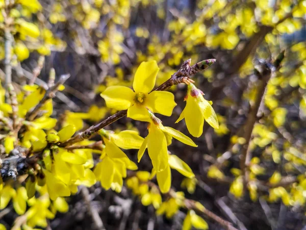春に黄色い花を咲かせます — ストック写真