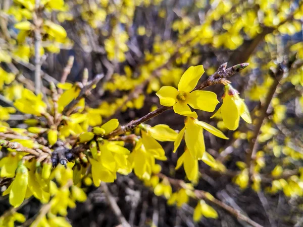 春に黄色い花を咲かせます — ストック写真