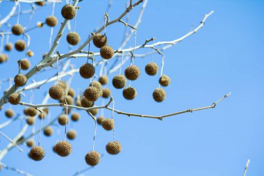 Sycamore (Platanus) mavi gökyüzüne karşı bir ağaçtaki tohumlar.