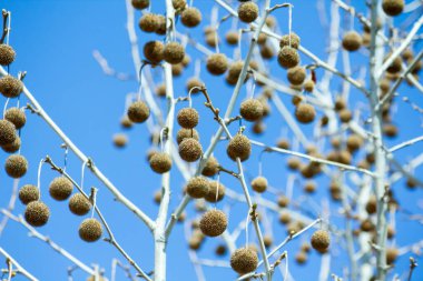 Sycamore (Platanus) mavi gökyüzüne karşı bir ağaçtaki tohumlar.