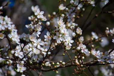 Prunus cerasifera ilkbaharda açar.