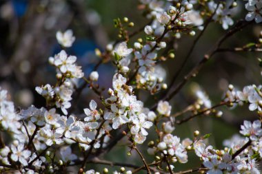 Prunus cerasifera ilkbaharda açar.