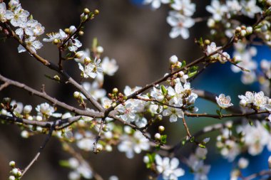 Prunus cerasifera ilkbaharda açar.