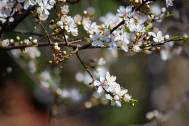 Prunus cerasifera ilkbaharda açar.