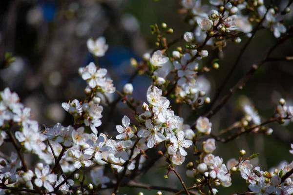 stock image Prunus cerasifera blooms in spring.