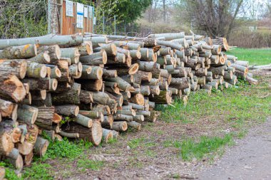 Ağaçta pembe kiraz çiçekleri.