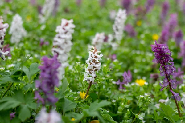 stock image Corydalis cava on a field in the forest.